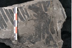 Foto (Detailansicht) von Pterophyllum longifolium Br. (NHMW-GEO-2024-0188-10626)